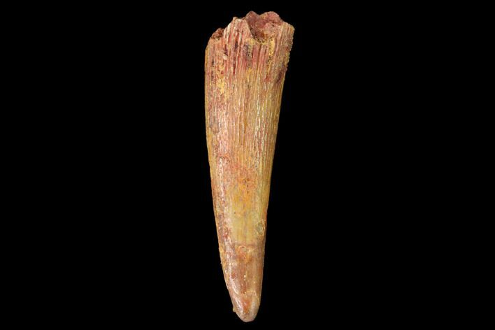 Fossil Pterosaur (Siroccopteryx) Tooth - Morocco #159108